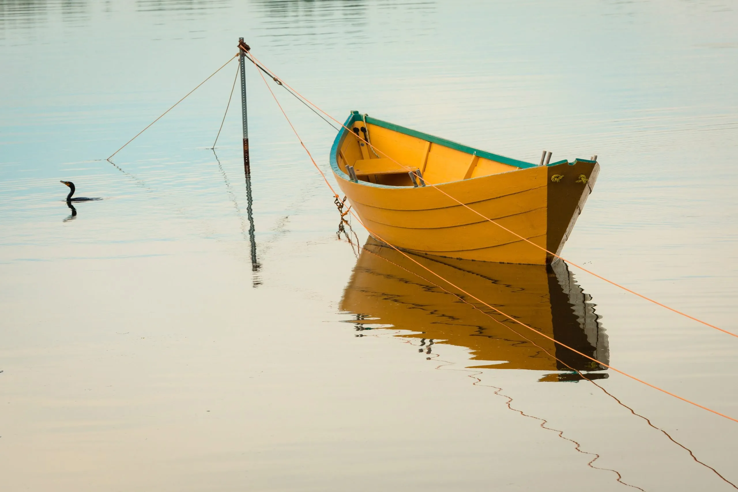 Catchy boat color design